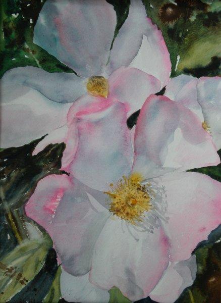 2011 Wild Rose Watercolour